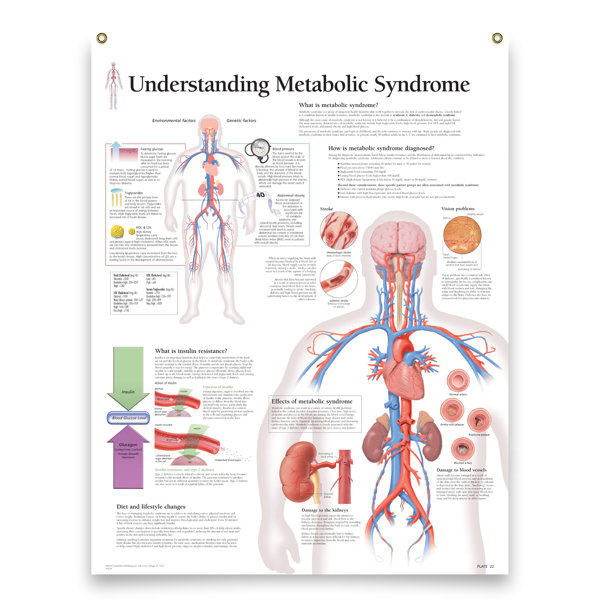 Trinx Javaeh Educational Poster | Wayfair