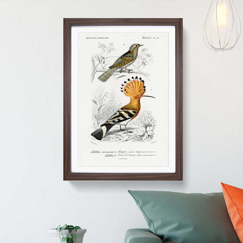 Bird Illustrations PL. 51 by Charles d Orbigny - Framed Print, 63cm H x 45cm W x 2cm D, Walnut Framed