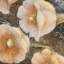 Benbrook Floral 160cm X 226cm Area Rug-39958130