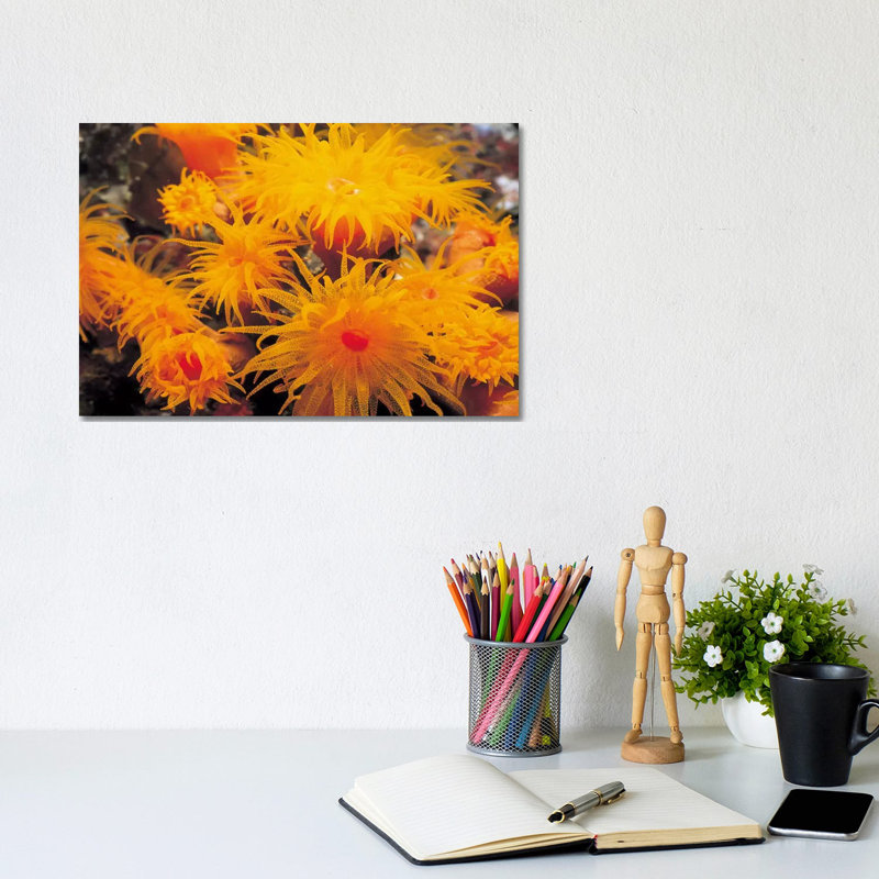 Orange Cup Coral - Wrapped Canvas Print, 20.32 cm H x 30.48 cm W