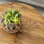 Table basse ronde avec texture de grain de bois naturel - 23,6 po de diamètre