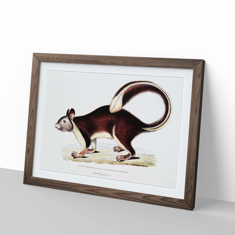 Large-Tailed Squirrel Illustration by John Edward Gray - Picture Frame Painting Print, 36cm H x 48cm W x 2cm D, Walnut Framed