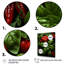 «Herbs Basil Vibrance 3», art mural herbes florales-1497877734-1497877716