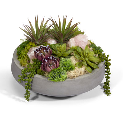 Plant in Pot