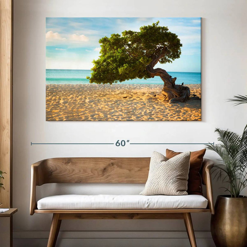 Arbre Gillard Divi-Divi à Aruba, H 34 po x l 51 po