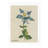 Moulton Collection " White Flower "