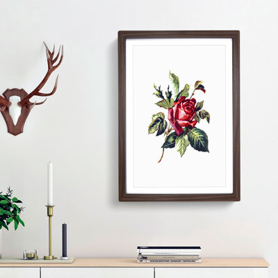 Red Rose Illustration - Framed Print