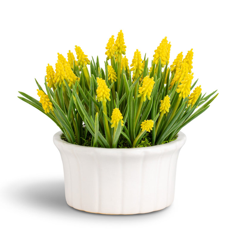 Remy Hyacinth Arrangement, Citrine