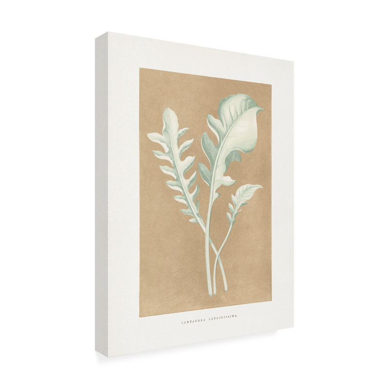 Illustration de feuille de bolognaise, Les Plantes A Centaurea, H 19 po x l 14 po