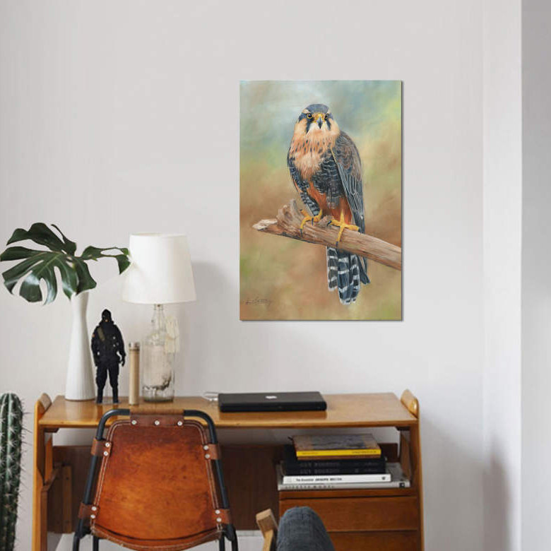 «Aplomado Falcon» par David Striblling, impression sur toile tendue, H 12 po x l 8 po x P 0,75 po, Toile tendue, Pas de tapis