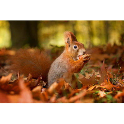 Squirrel in Autumn - Photographie sur toile tendue
