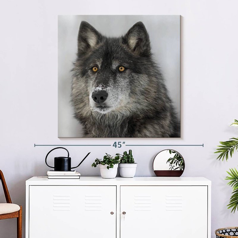 Crowle Surprised Wolf, 33" H x 33" W