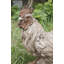 Statue coq debout en bois flotté
