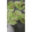 Orchidée Phalaenopsis verte 33 po-714383210-714383211
