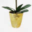 Anneus 54cm Plant