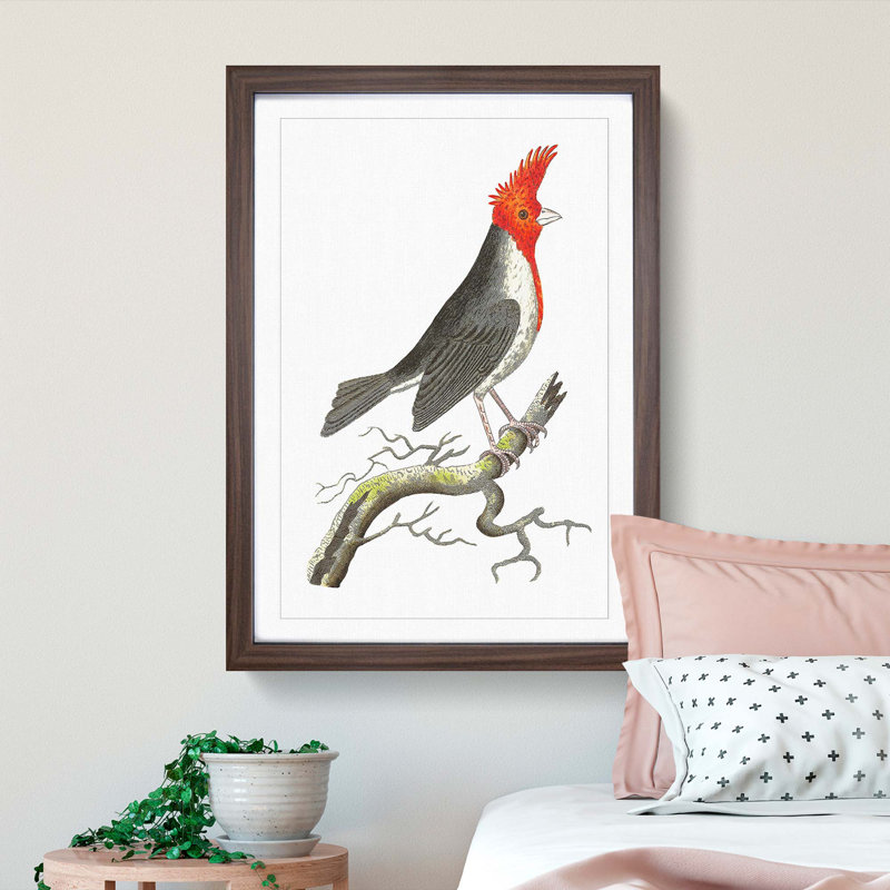 Crested Cardinal Bird by George Shaw - Framed Print, 48cm H x 36cm W x 2cm D, Walnut Framed