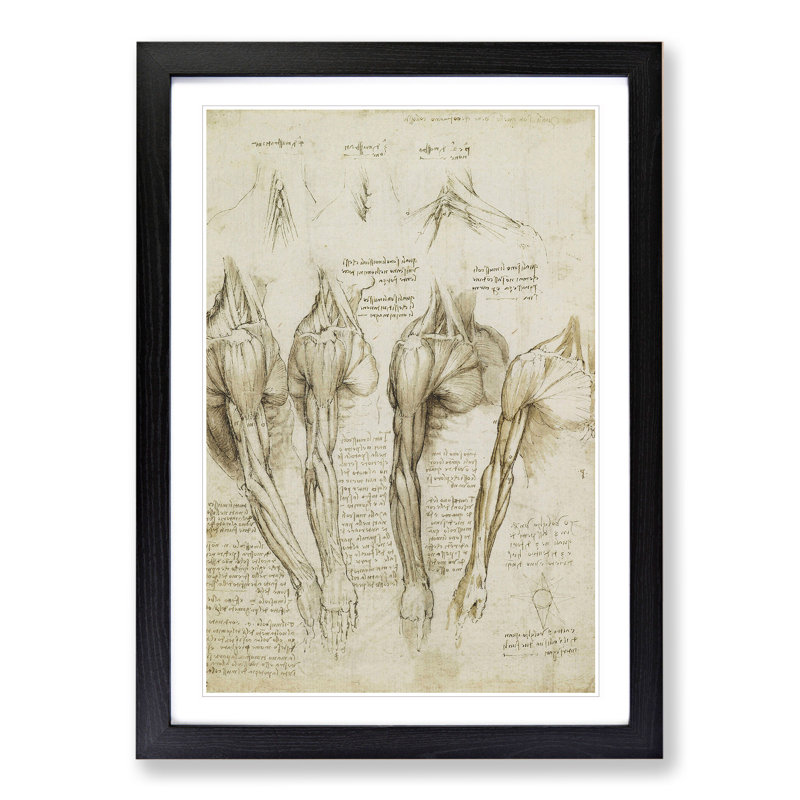 Human Anatomy Vol.8 by Leonardo Da Vinci - Picture Frame Drawing, 36cm H x 27cm W x 2cm D, Black Framed