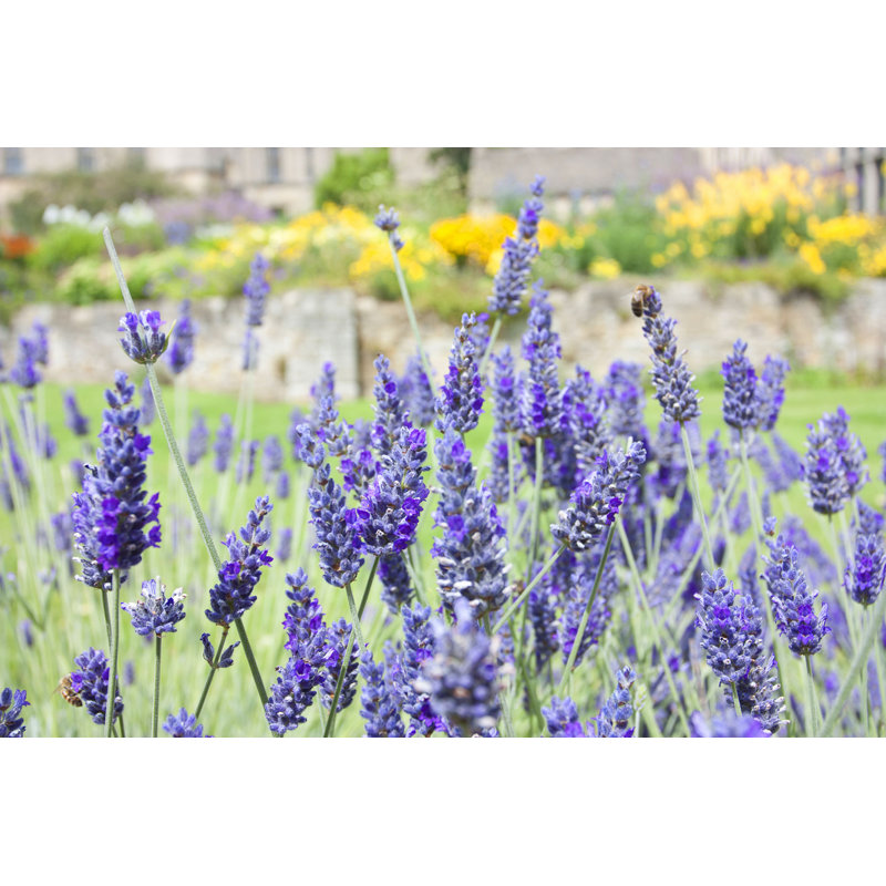 Lavande à fleurs mauves, H 32 po x l 48 po