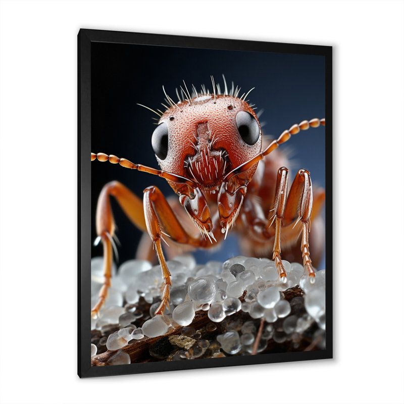Mackinsey Ant Delicate Explorer II, reproduction d'art sur toile, H 20 po x l 12 po x P 1 po, Cadre photo noir