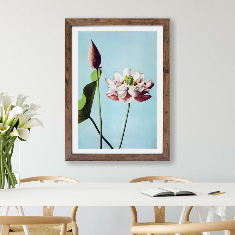 Pink Lotus Flowers by Ogawa Kazumasa - Framed Print, 33cm H x 45cm W x 2cm D, Walnut