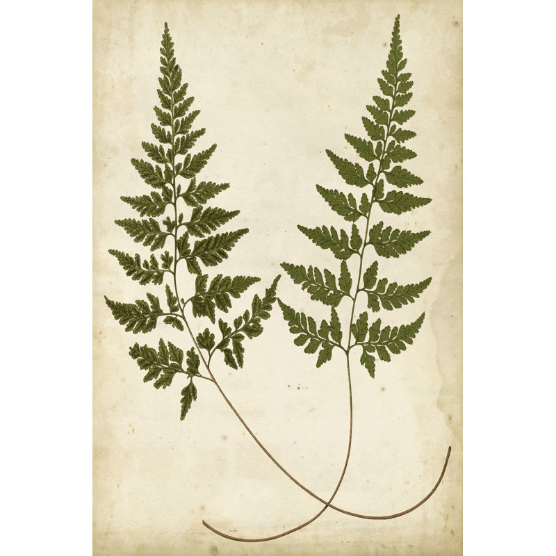 «Fern Portfolio I», peinture sur toile, H 36 po x l 24 po