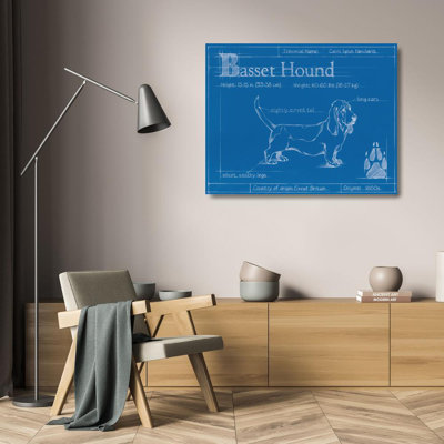 Plan du Basset hound