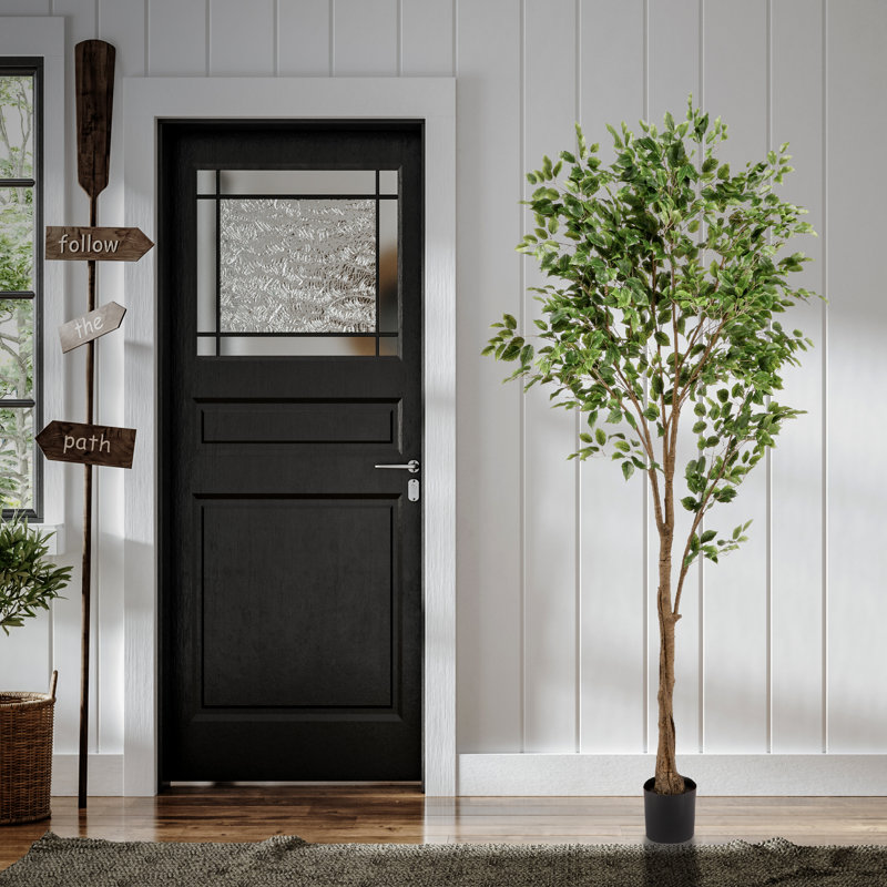 Ficus 84 po en pot