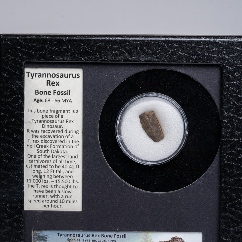 Tyrannosaurus Rex Bone Fossil In A Glass Display Box