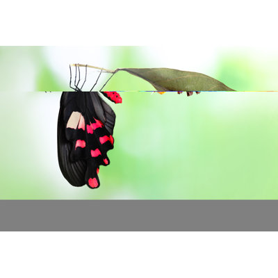 Butterfly Form Chrysalis by RyanKing999 - Wrapped Canvas Print
