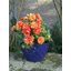 Vermehr Pot Planter-1994025438-1994025435