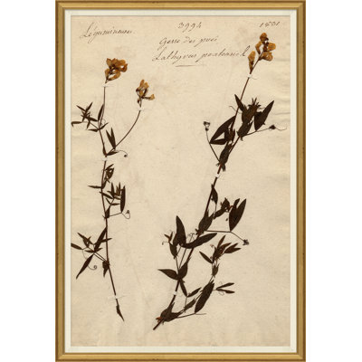 Herbarium 11 Giclee Print