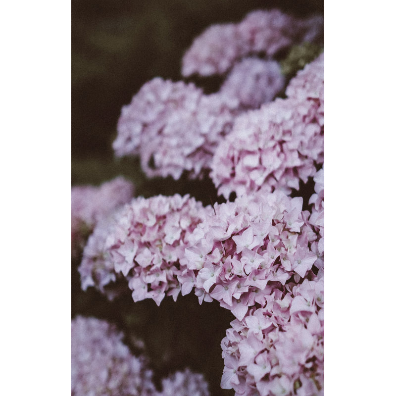 Purple Hydrangeas - Photograph Print, 91 cm H x 61 cm W, Black Floater Framed