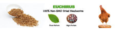 euchirus logo