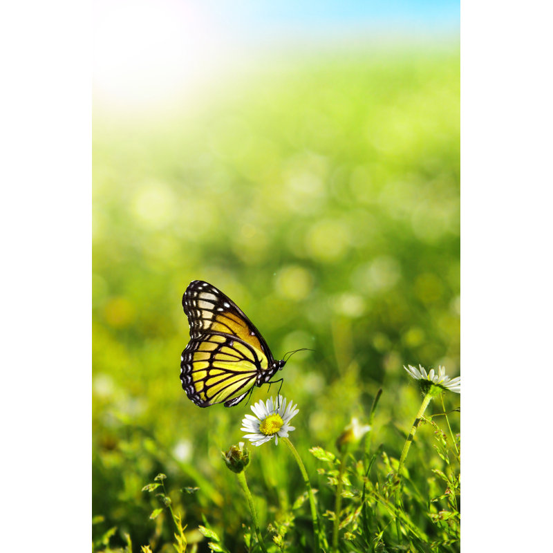 Butterfly - Wrapped Canvas Print, 46cm H x 30cm W