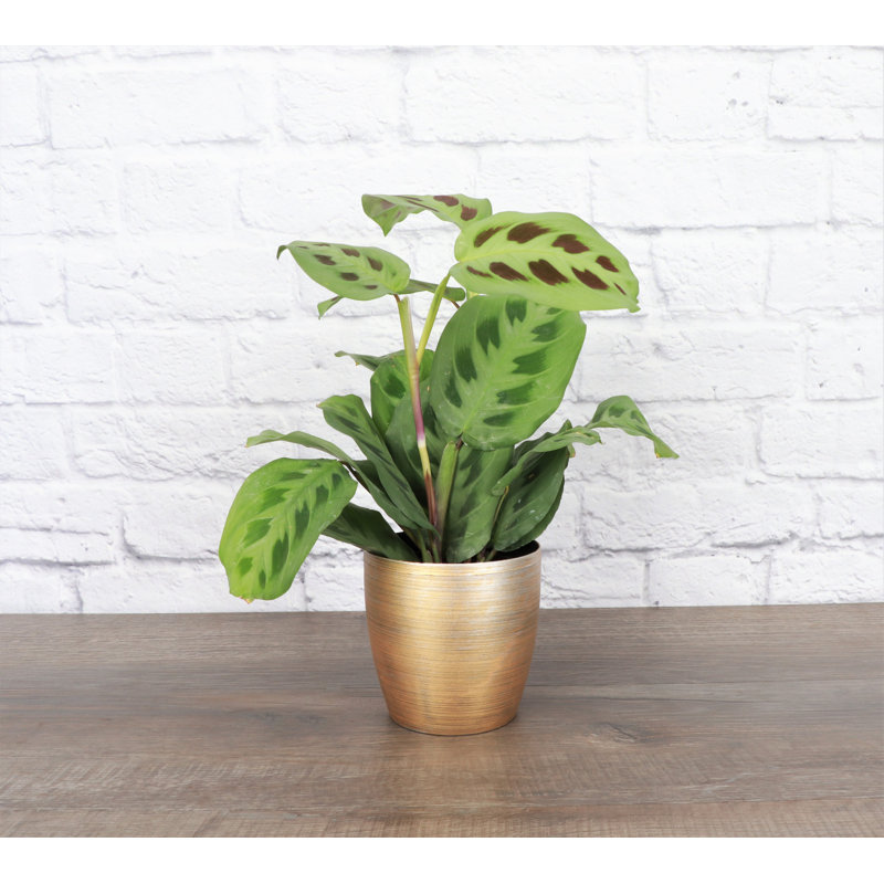 Live Green Prayer Plant in Classic Pot