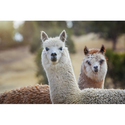 «Two Alpaca» par Tracielouise