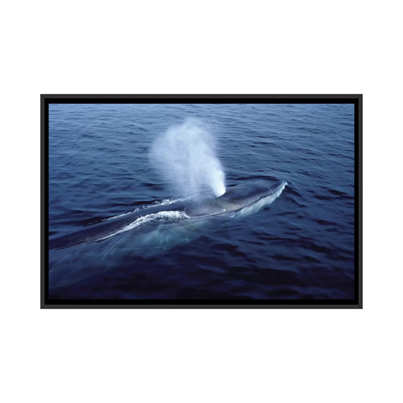 " Fin Whale In The Gulf Of Maine, North Atlantic Ocean " by VWPics, 18" H x 26" W x 1.5" D, Black Framed Canvas, No Mat