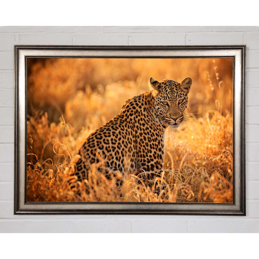 Leopard Sunset - Einzelner Bilderrahmen Kunstdrucke