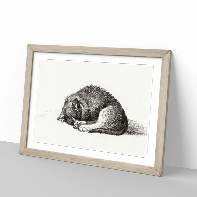 Curled Cat by Jean Bernard - Framed Print, 48cm H x 65cm W x 2cm D, Oak Framed