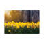 Lueur jonquille-35539630-72453774-72395724