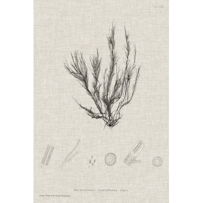 Charcoal & Linen Seaweed VI by Henry Bradbury - Wrapped Canvas Painting