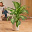 Dumb Cane in Décor Planter