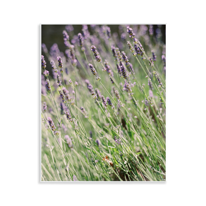 «Country Country Lilac Garden» par Justine Milton