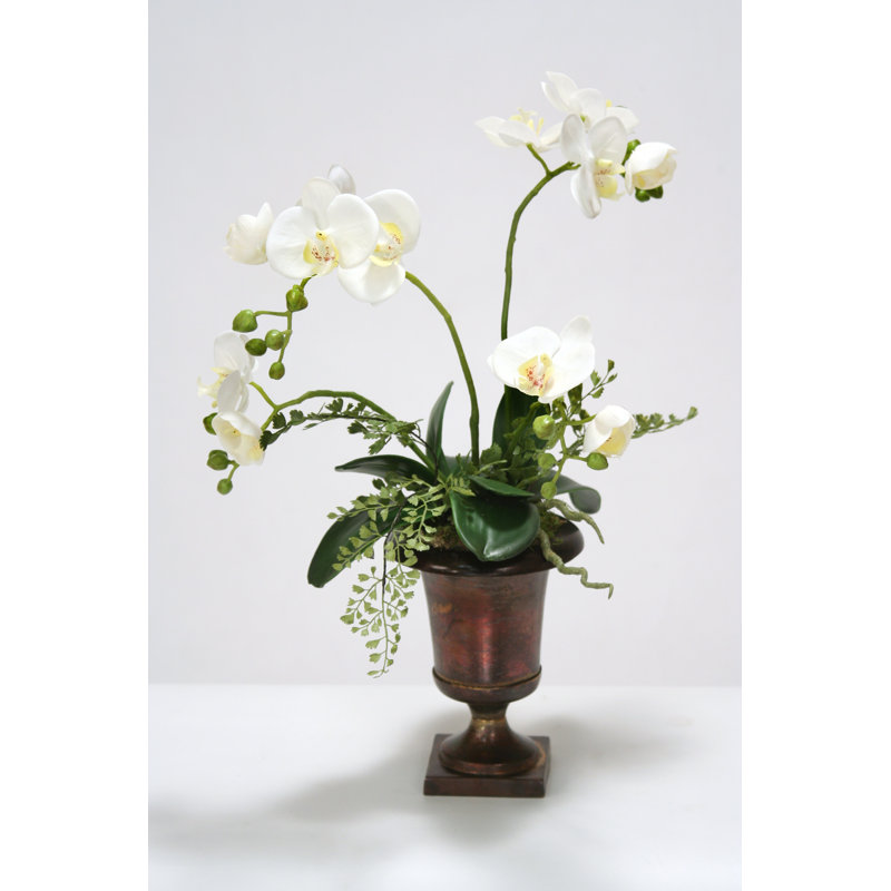 Phalenopsis orchidée blanc avec une plante en métal urn
