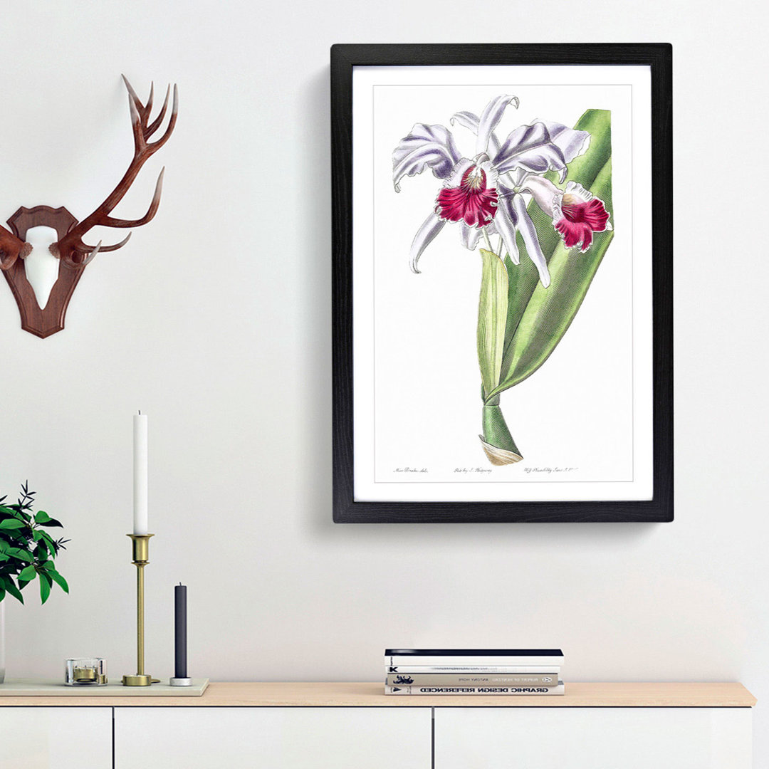 Crimson-Lipped Cattleya Flowers - Picture Frame Painting Print