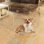Extra Wide House Dog Gate Playpen, Foldable Acrylic Indoor Fence...
