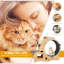 Indoor Cat Activity - Encourages Physical Movement Wheel For Playtime Withstands Daily Use