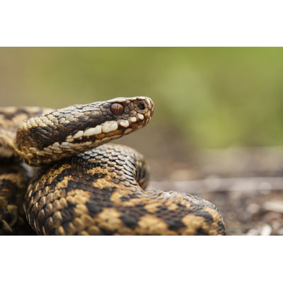 Vipère - Vipera Berus - Photographie sur toile tendue