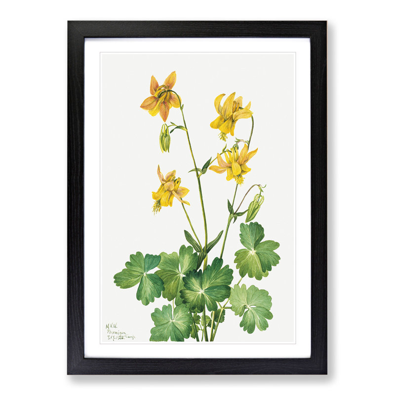 Lemon Columbine by Mary Vaux Walcott - Picture Frame Painting, 65cm H x 48cm W x 2cm D, Black Framed