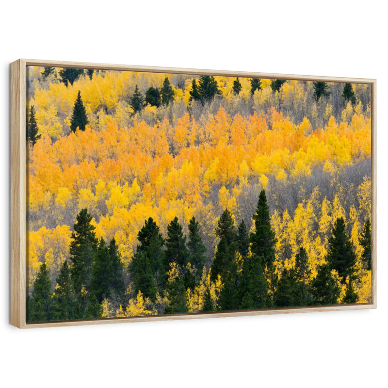 Colorado Aspen Wilderness, Cadre flottant en bois naturel, 40 po x 27 po